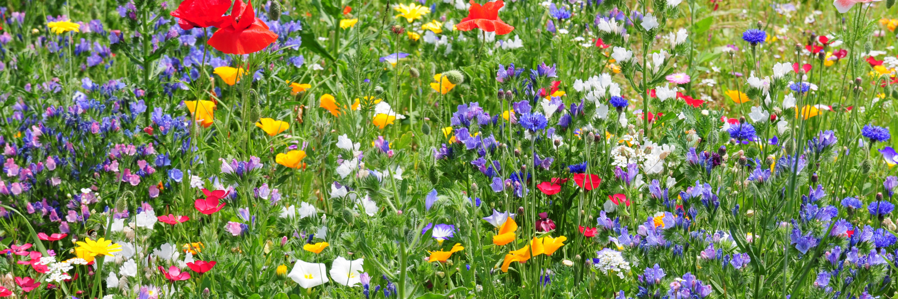 Wildflower Photo Competition for Schools
